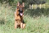 BERGER ALLEMAND 735